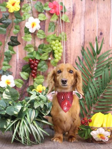 20230820しろくん